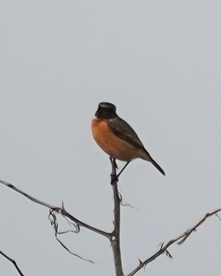 European Stonechat - ML645715913