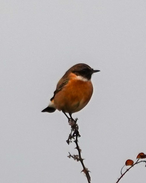 European Stonechat - ML645715914