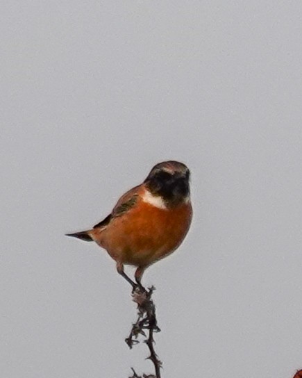European Stonechat - ML645715915