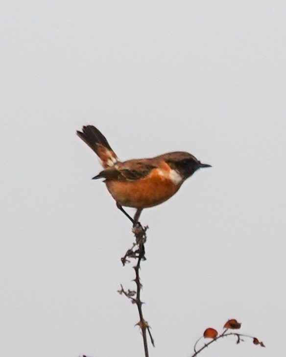 European Stonechat - ML645715916