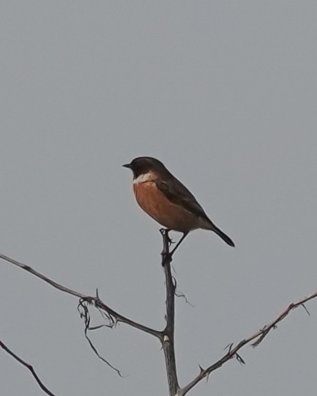 European Stonechat - ML645715917