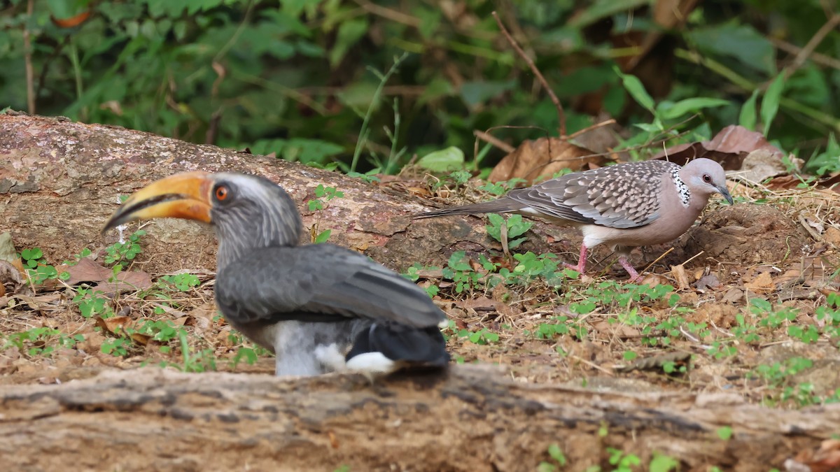 Spotted Dove - ML645715927