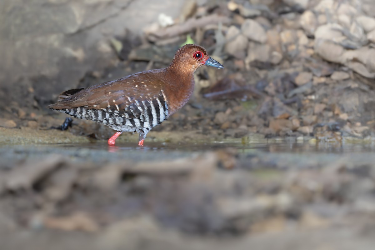 Red-legged Crake - ML645715941