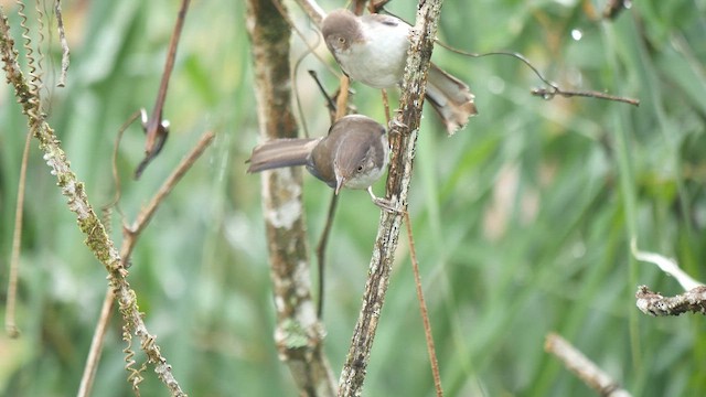 Blue-winged Minla - ML645715942