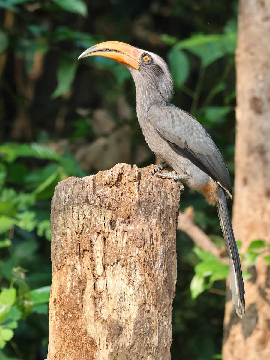 Malabar Gray Hornbill - ML645715946