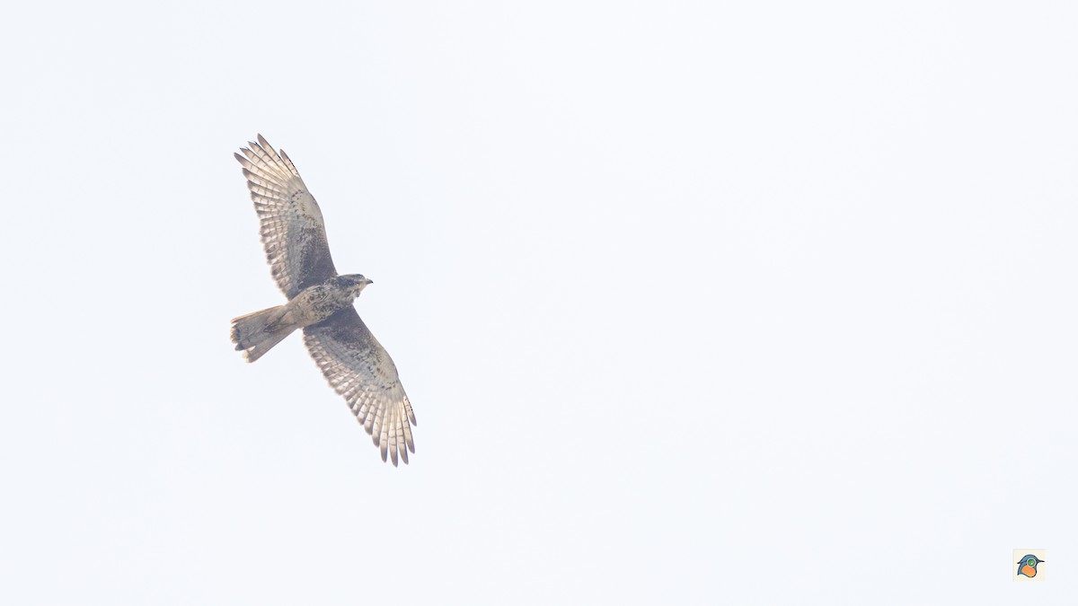 White-eyed Buzzard - ML645715947