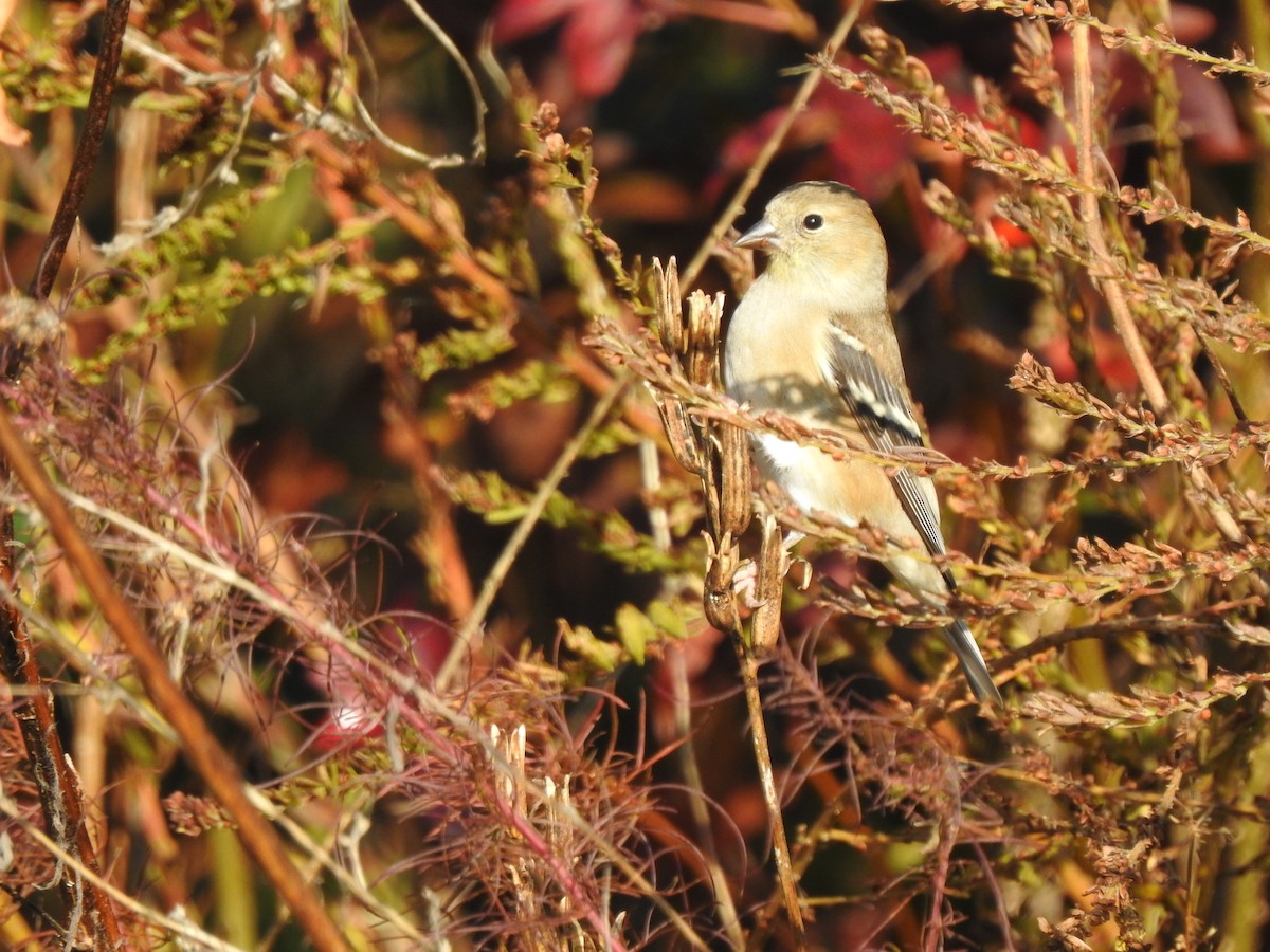 American Goldfinch - ML645715952