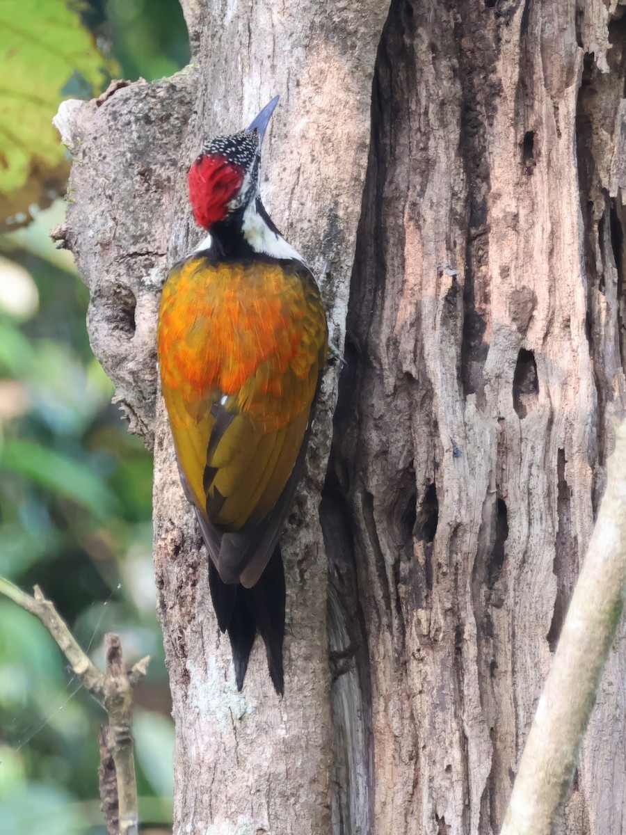 Black-rumped Flameback - ML645715953