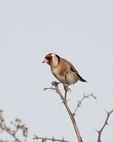 European Goldfinch - ML645715973