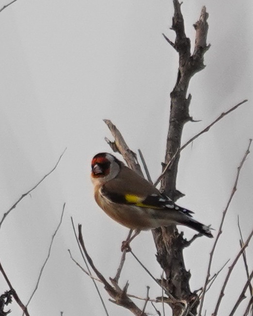 European Goldfinch - ML645715974