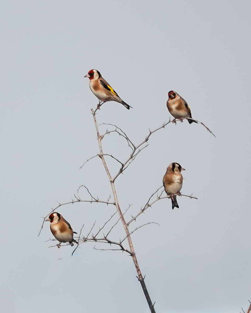 European Goldfinch - ML645715975