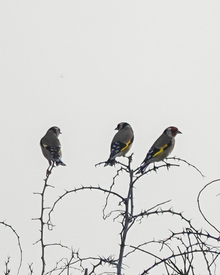 European Goldfinch - ML645715976