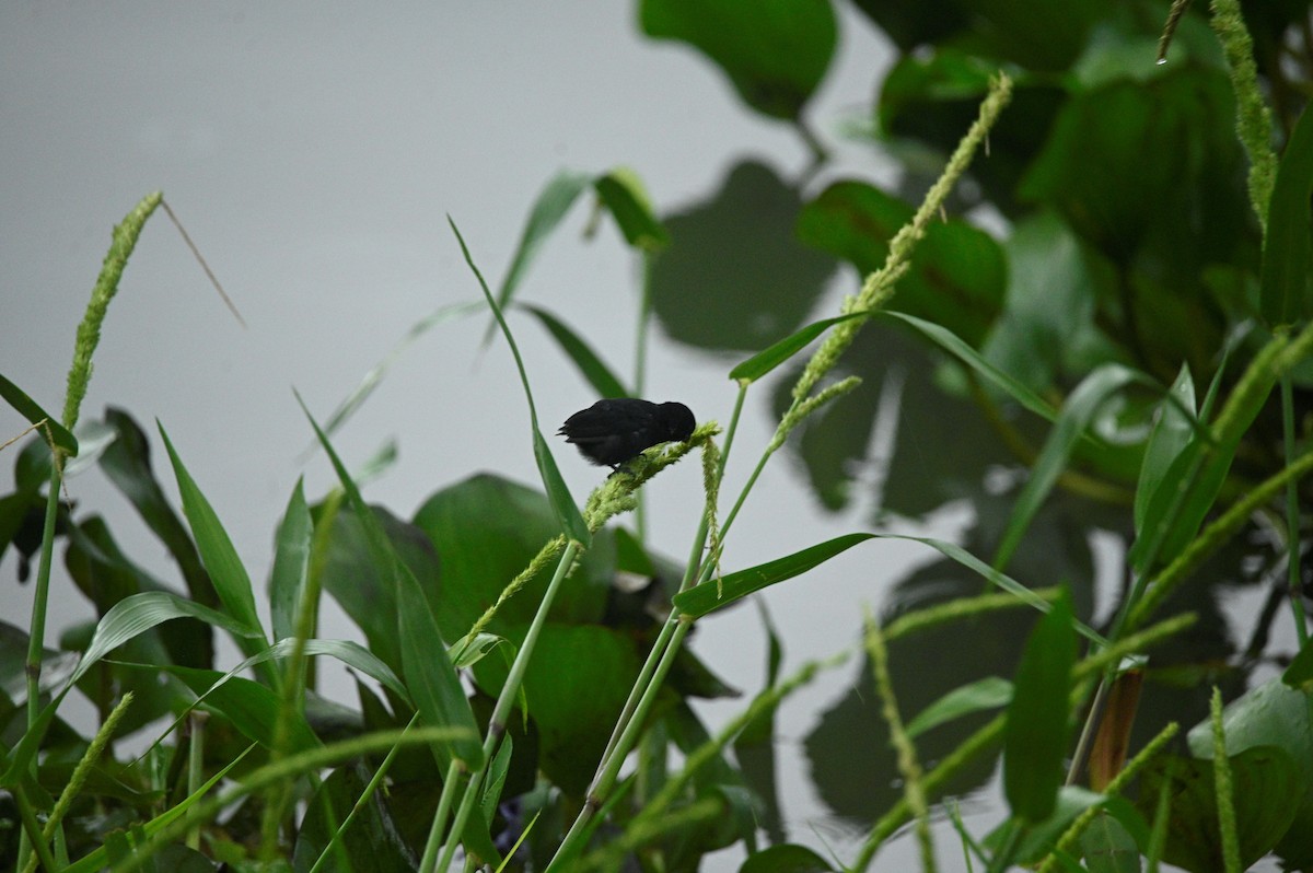 Variable Seedeater - ML645715982