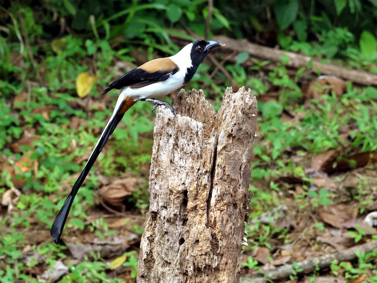 White-bellied Treepie - ML645715992