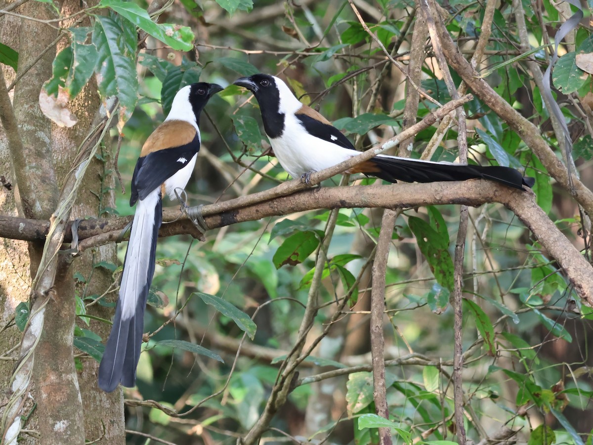 シロハラオナガ - ML645715993