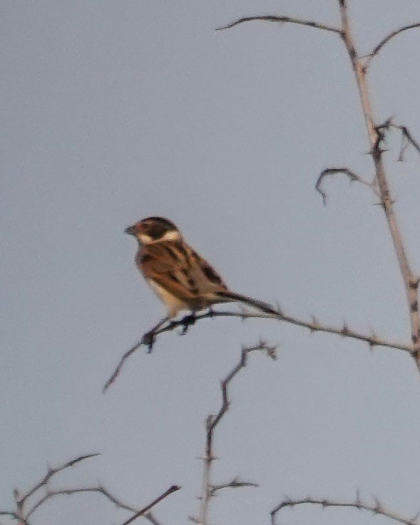 Reed Bunting - ML645715994