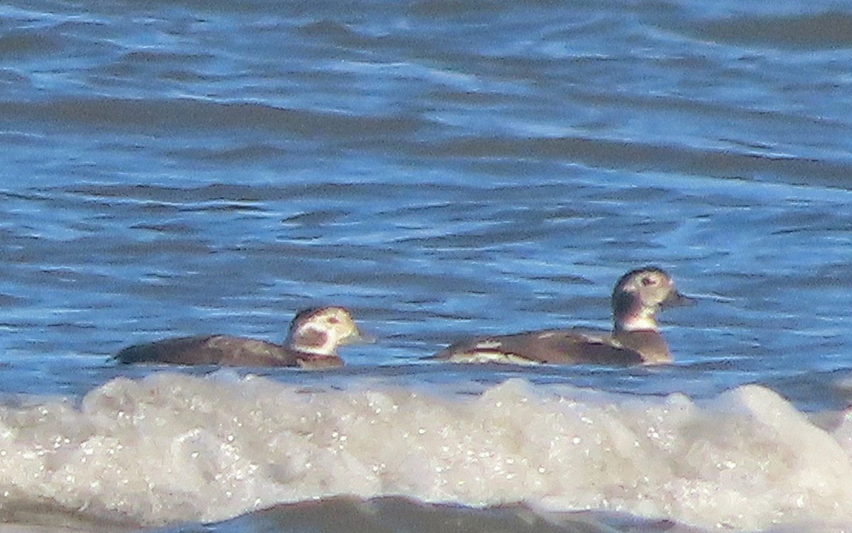 コオリガモ - ML645715998