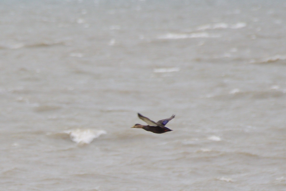 Ahate iluna - ML645715999