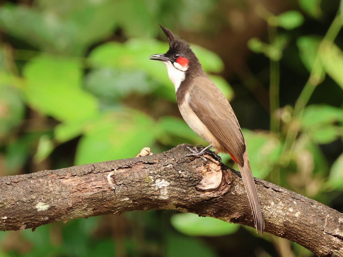 コウラウン - ML645716000