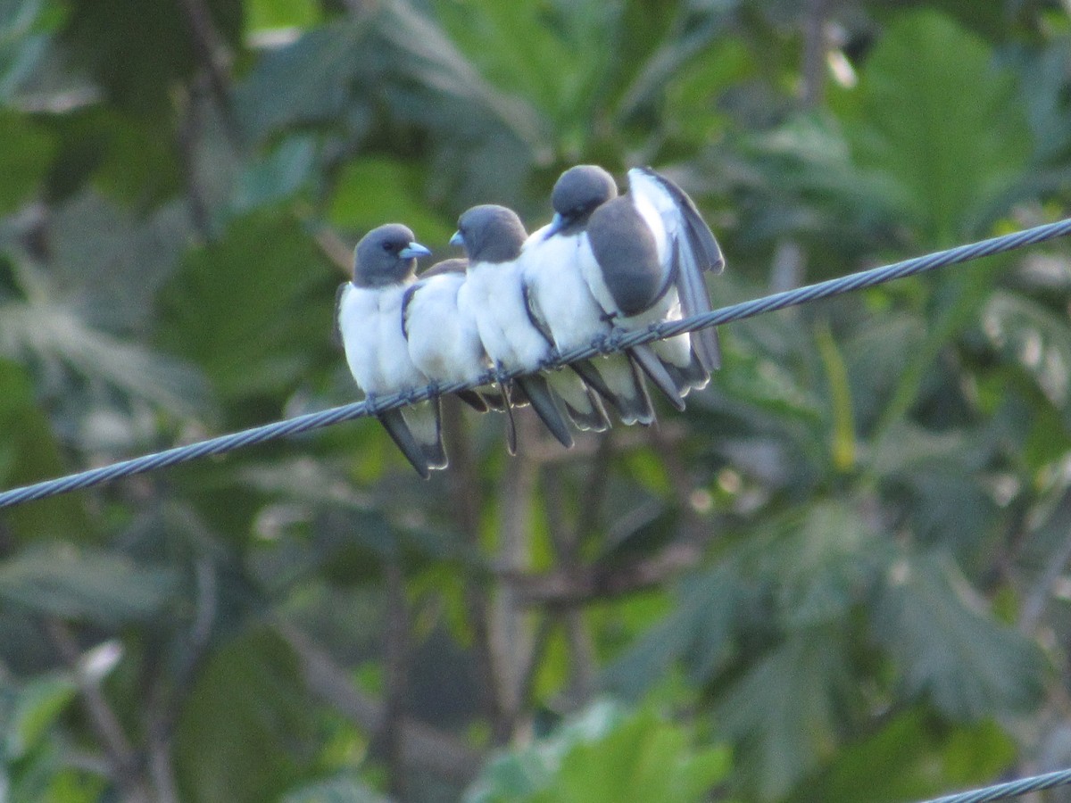 モリツバメ - ML645716001