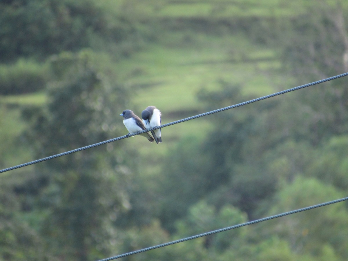 モリツバメ - ML645716002