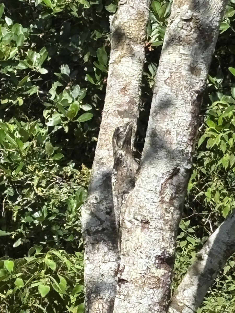 ハイイロタチヨタカ - ML645716004