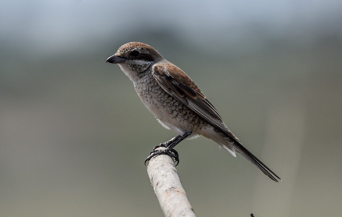 セアカモズ - ML645716005