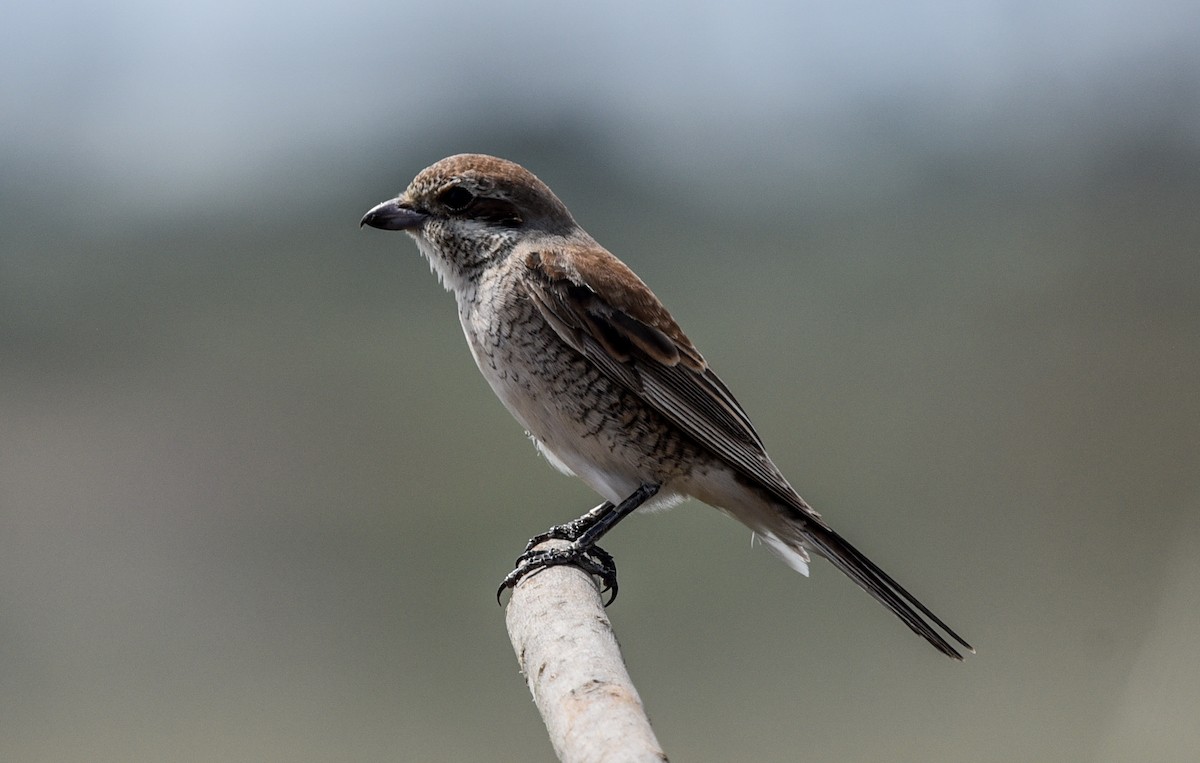 セアカモズ - ML645716006