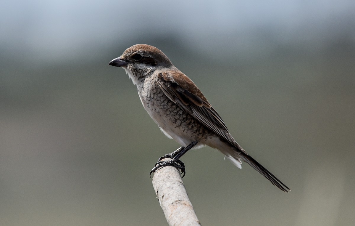 セアカモズ - ML645716007