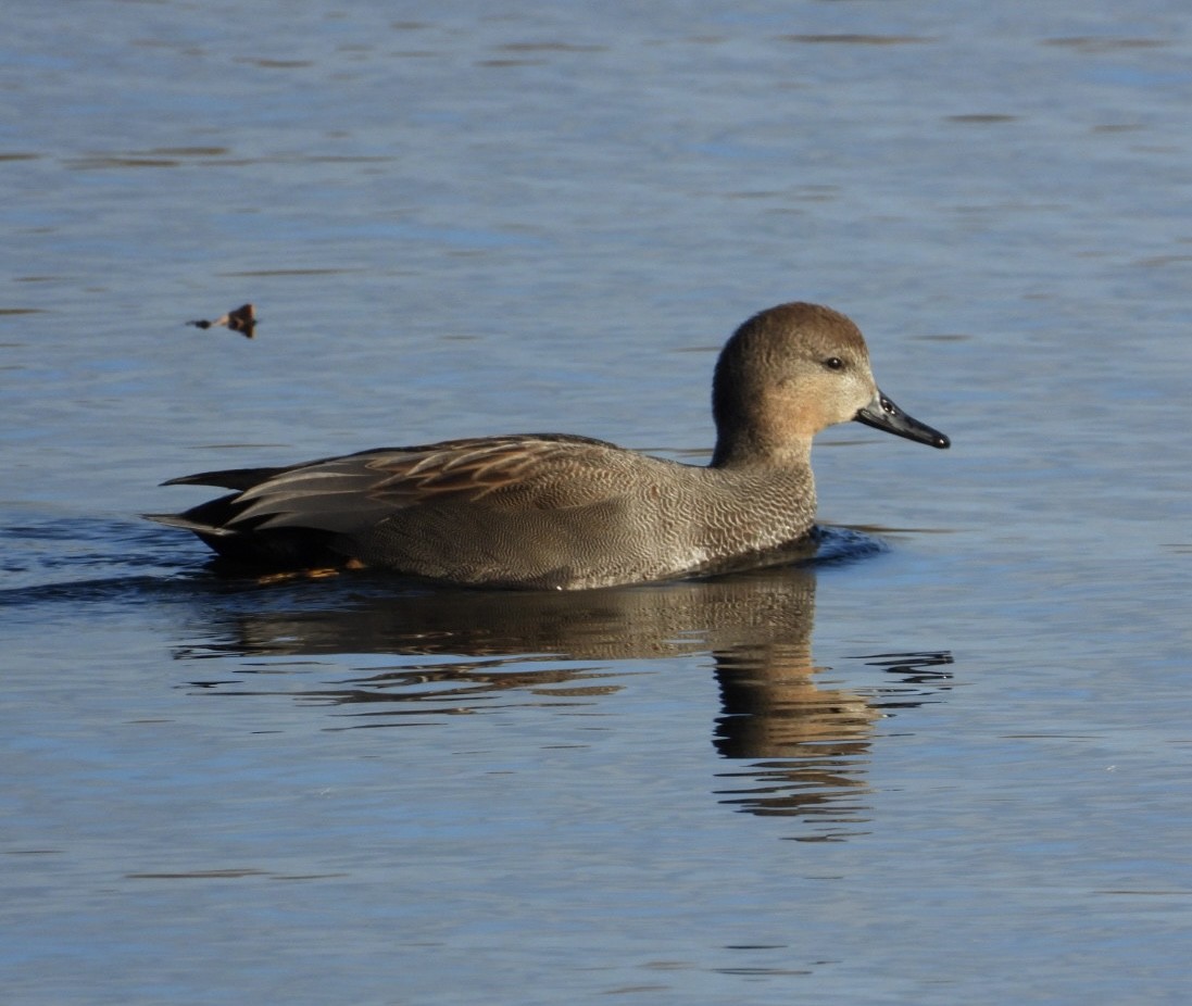 オカヨシガモ - ML645716008