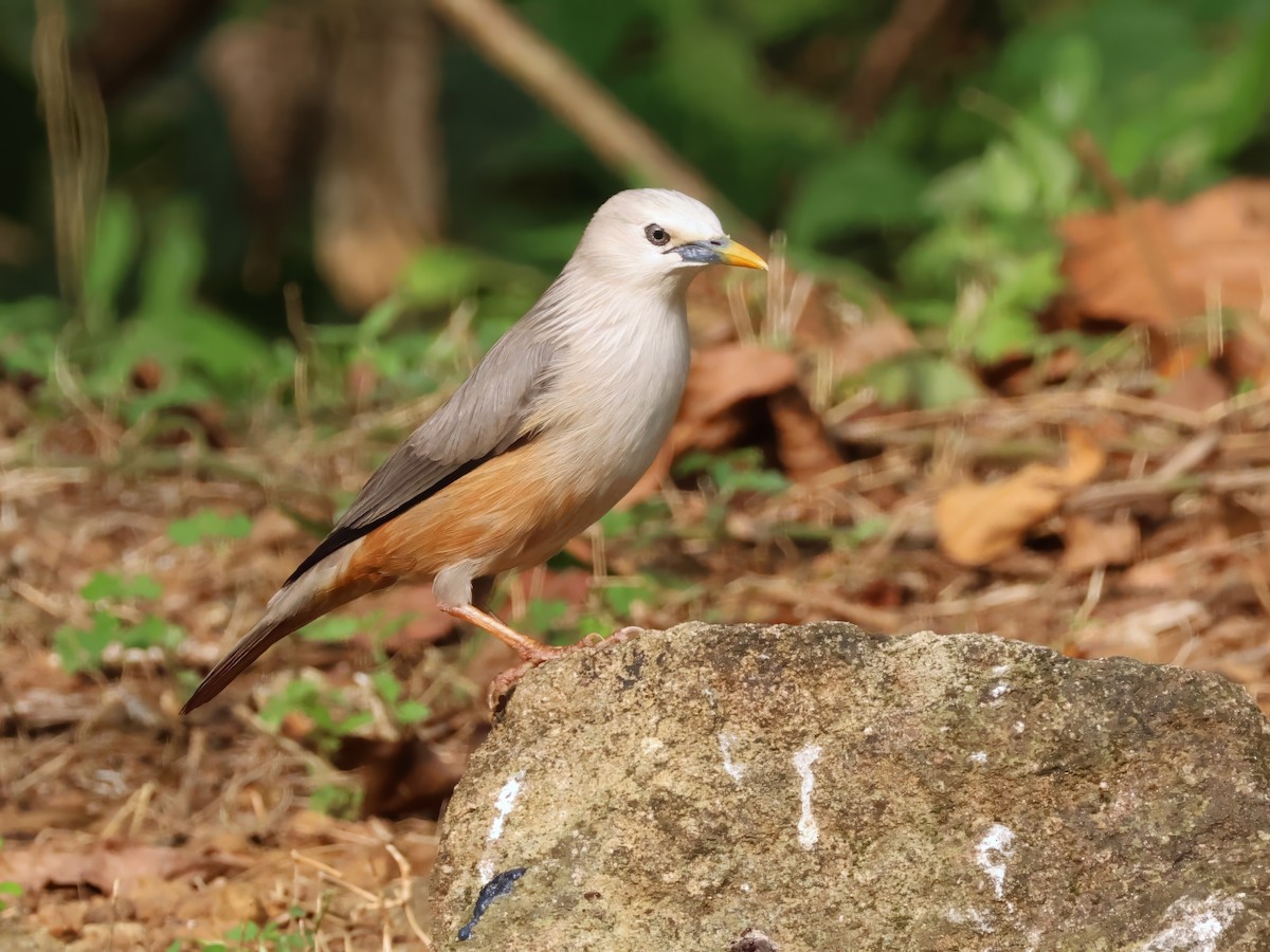 マラバームクドリ - ML645716009