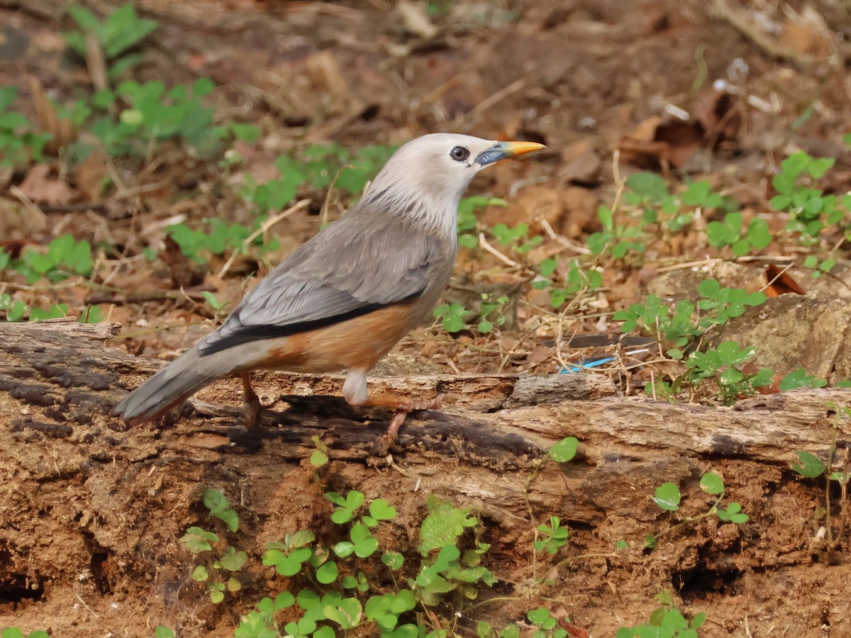 マラバームクドリ - ML645716010