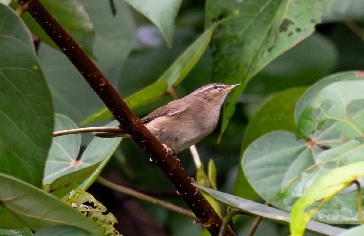 ムジセッカ - ML645716011