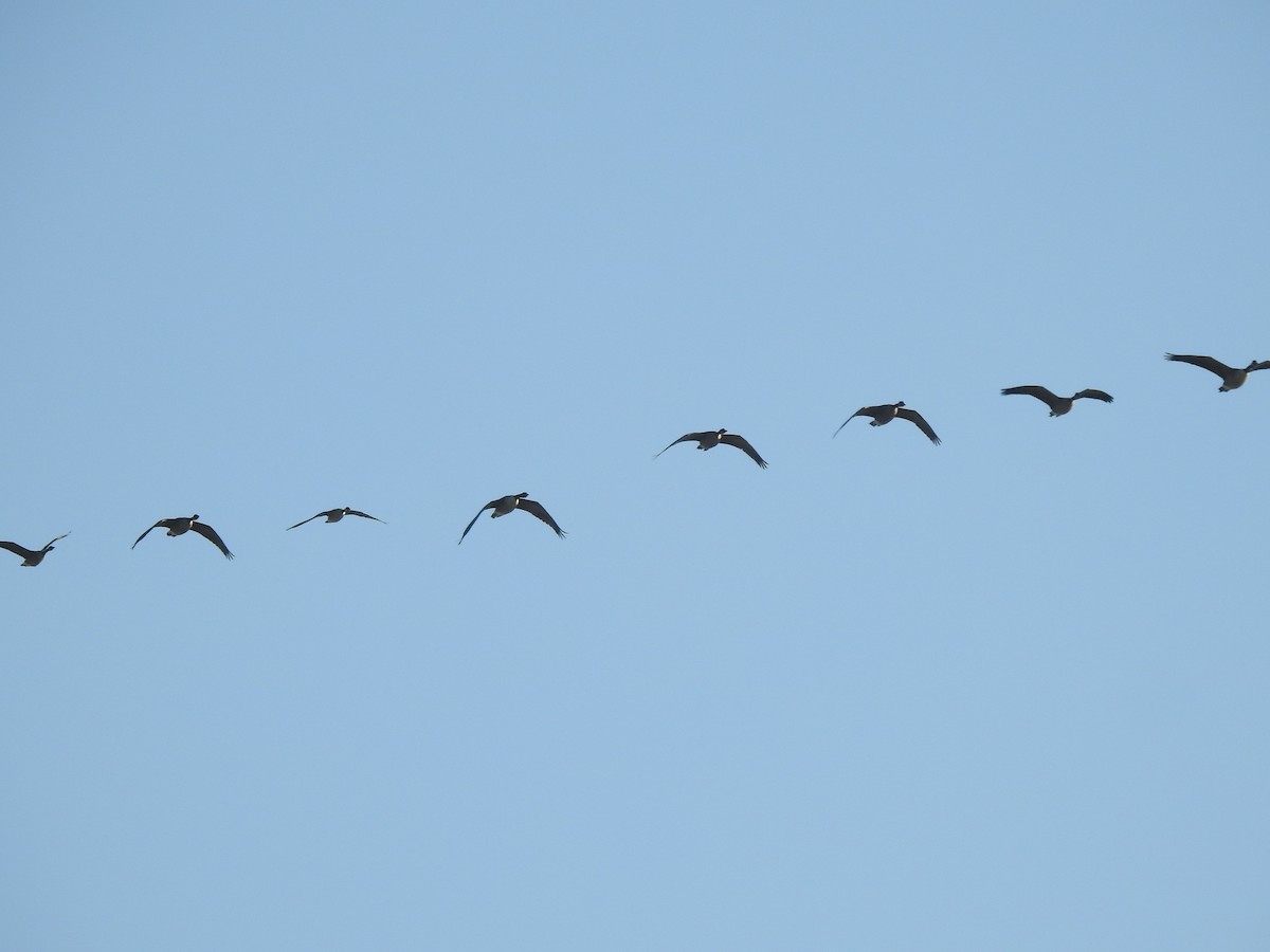 Cackling Goose - ML645716014