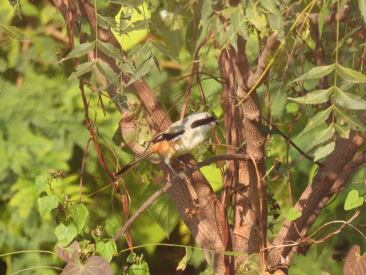 タカサゴモズ - ML645716015