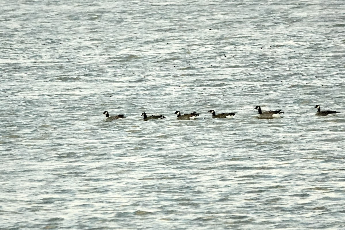 シジュウカラガン - ML645716017