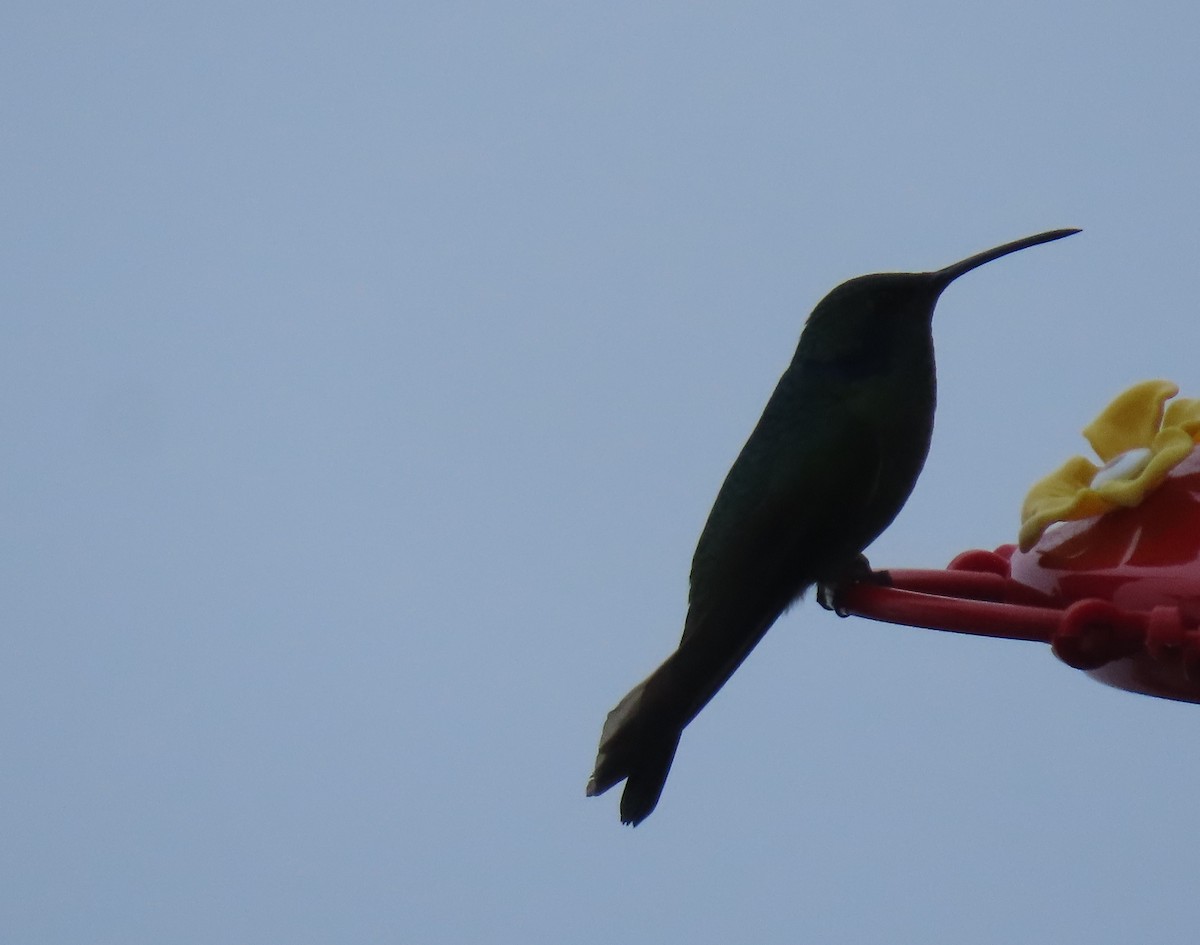 ヒメミドリハチドリ - ML645716018