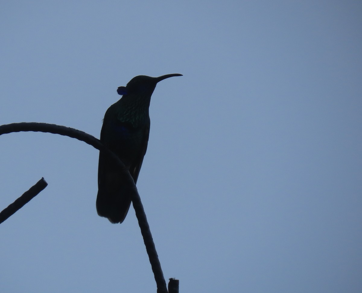 アオミミハチドリ - ML645716019