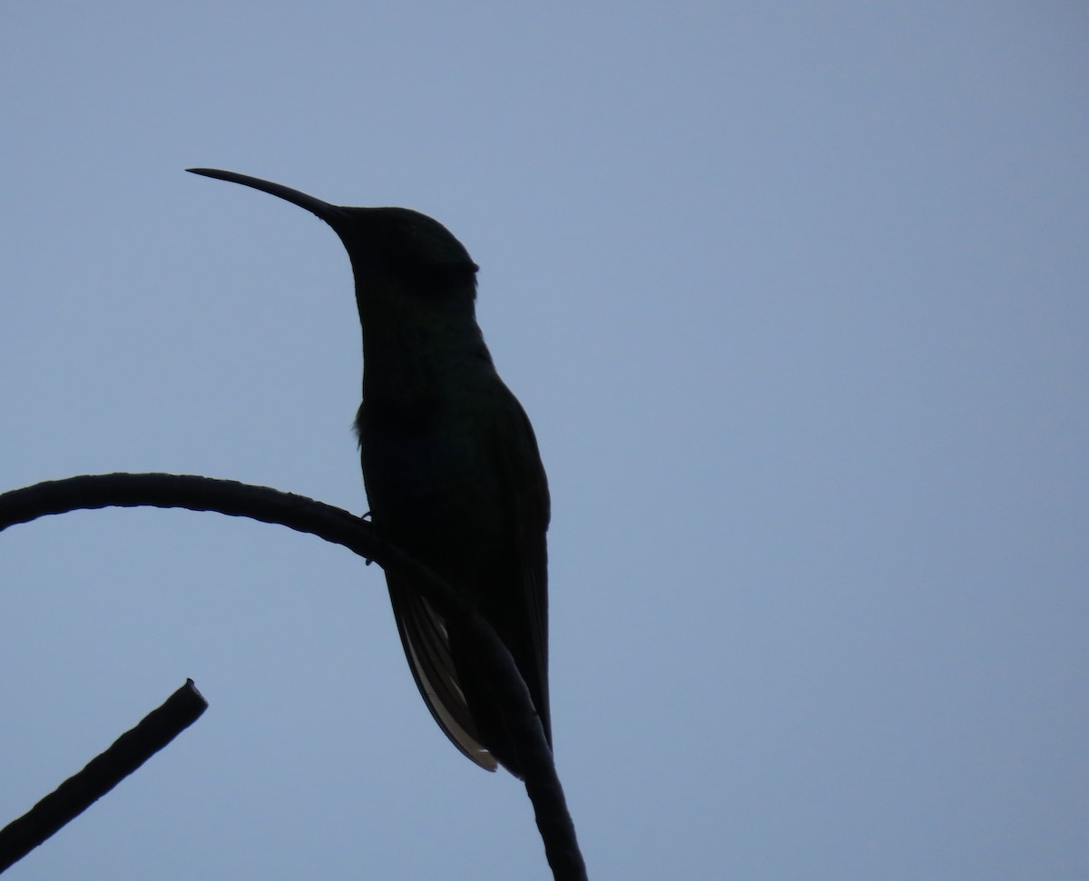 アオミミハチドリ - ML645716020