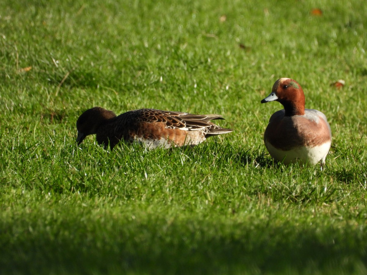 ヒドリガモ - ML645716023