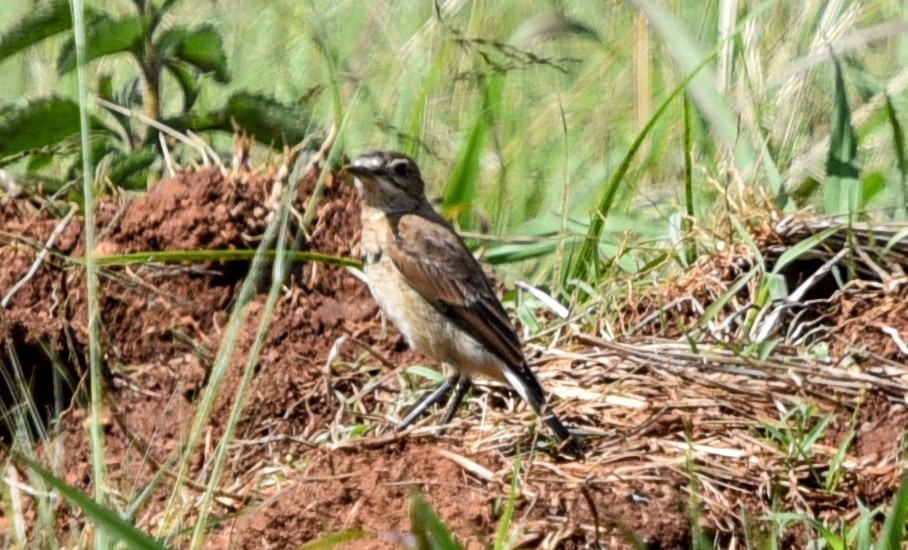 クロエリサバクヒタキ - ML645716025