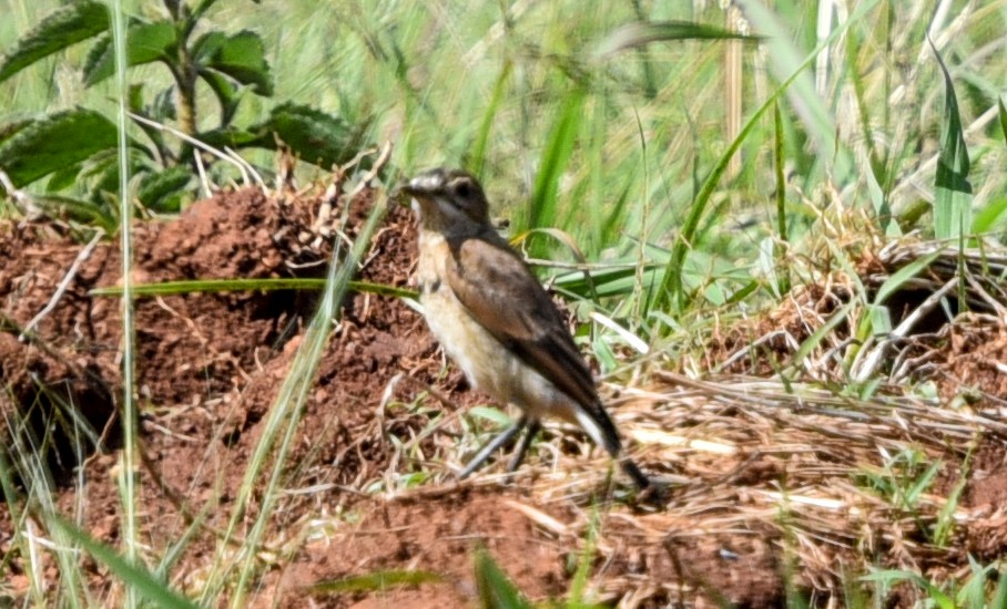 クロエリサバクヒタキ - ML645716026