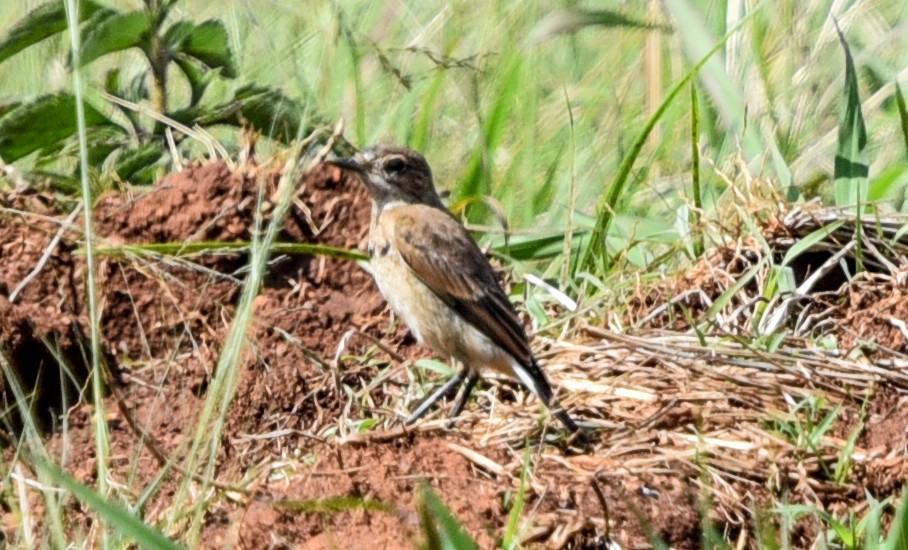 クロエリサバクヒタキ - ML645716027