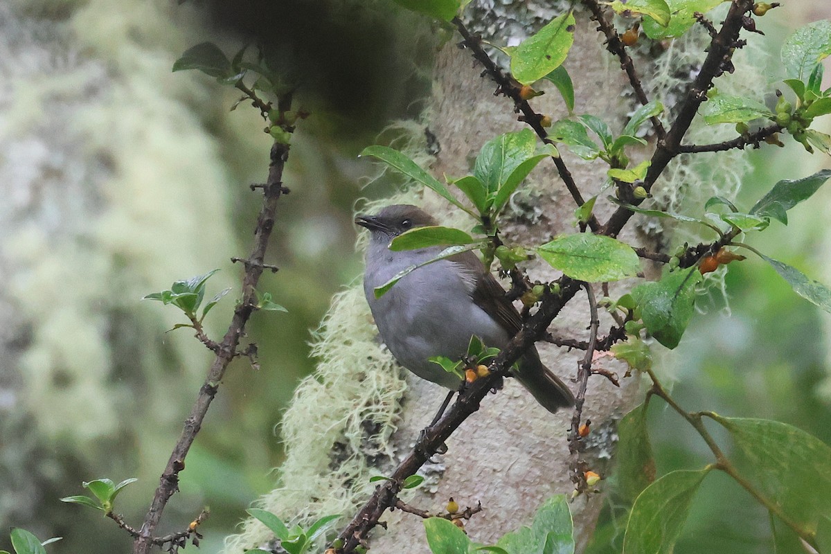 ハワイツグミ - ML645716029