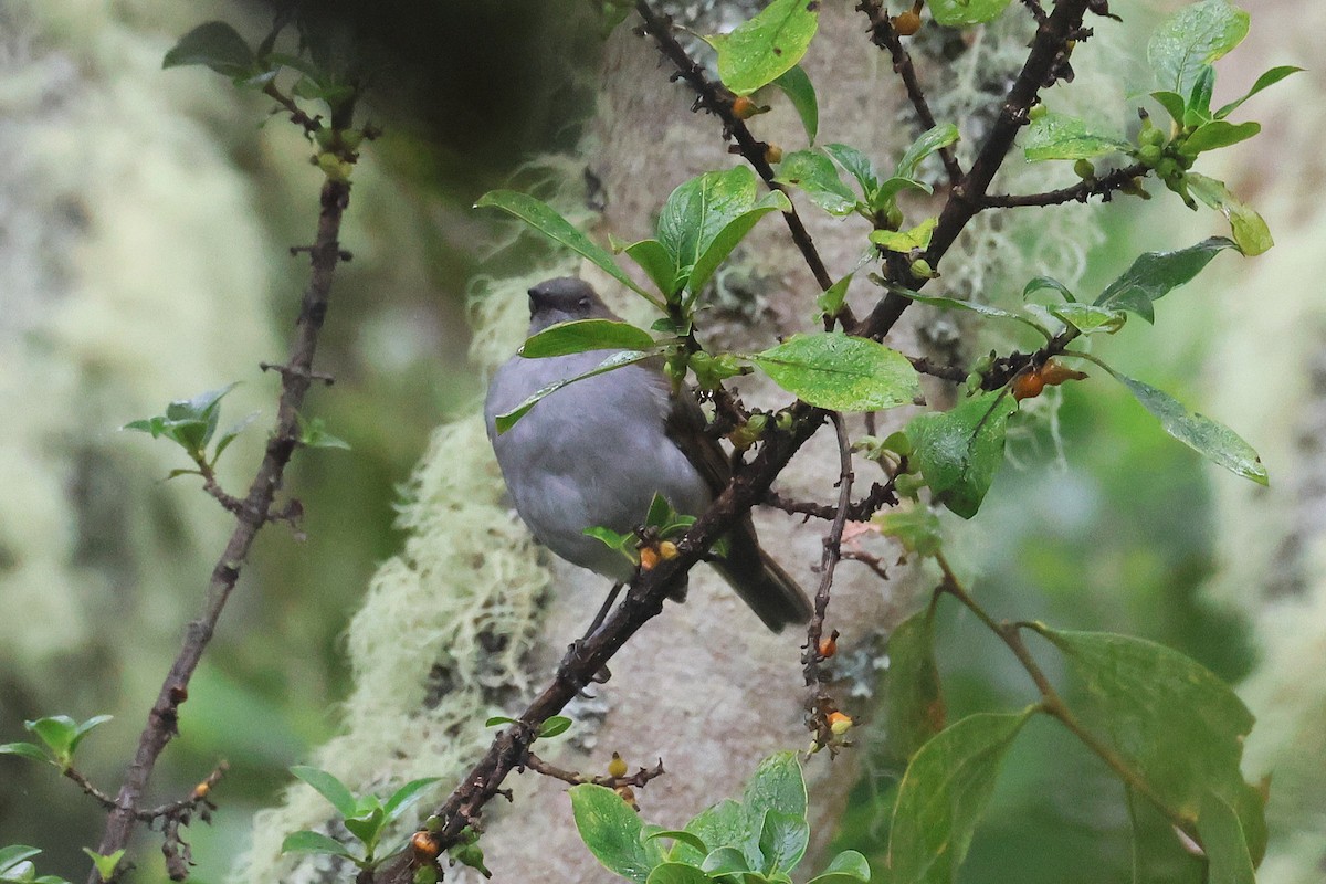 ハワイツグミ - ML645716030