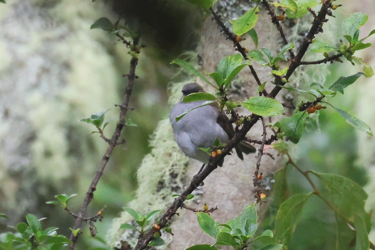 ハワイツグミ - ML645716031