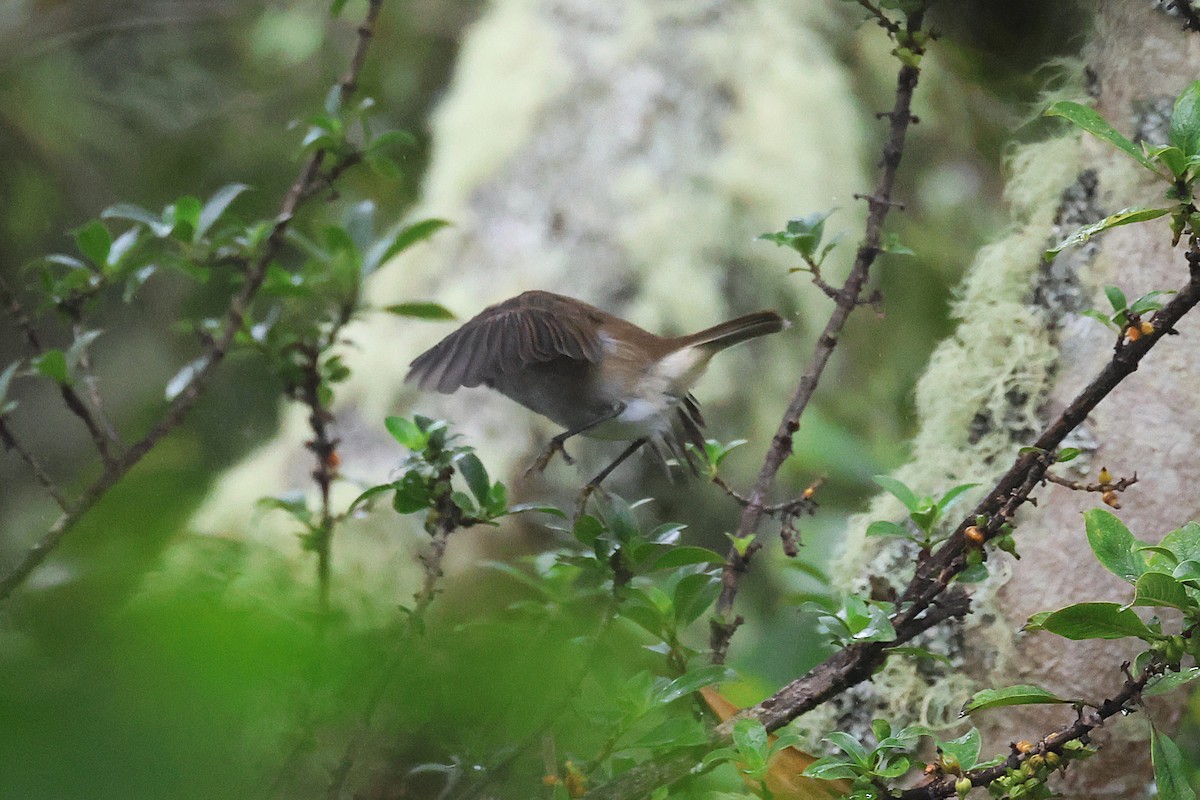 ハワイツグミ - ML645716032