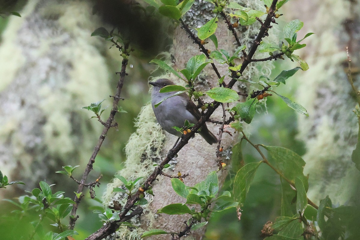 ハワイツグミ - ML645716033