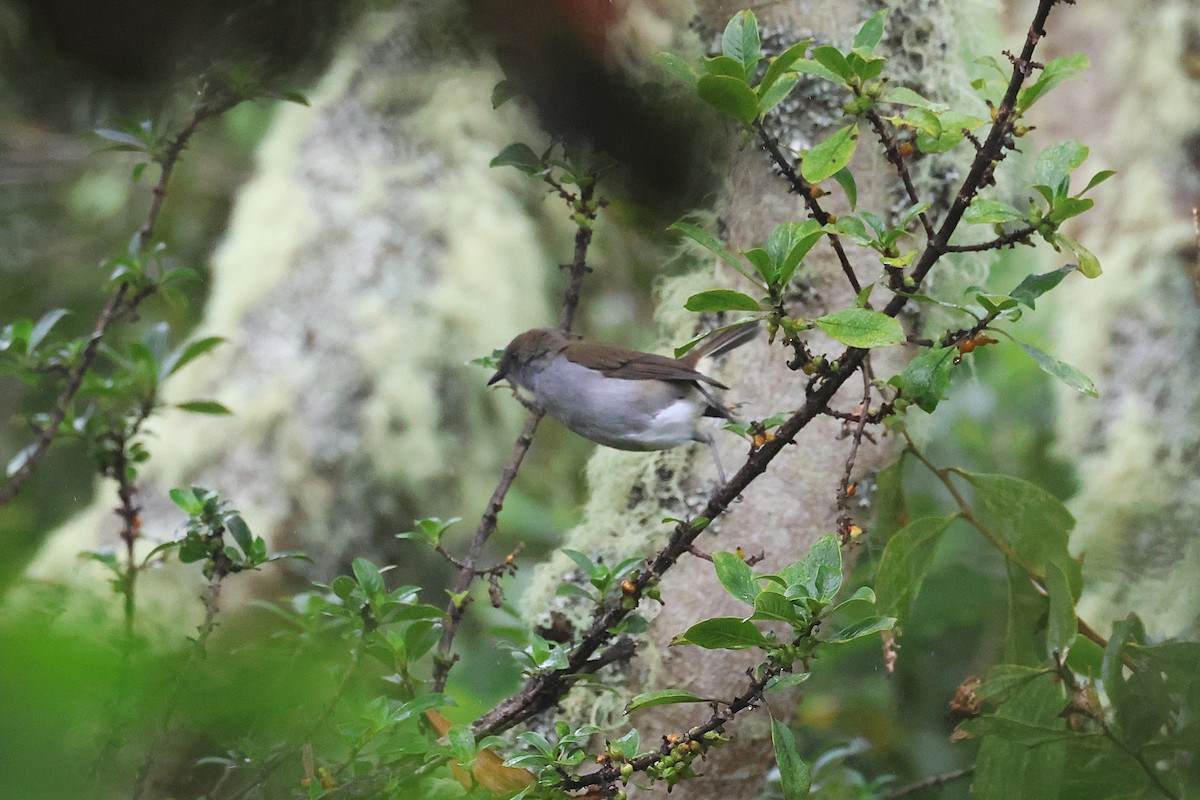 ハワイツグミ - ML645716034