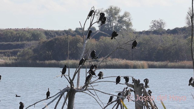 Great Cormorant (Eurasian) - ML645716037